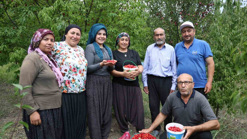 Feke'de Kızılcık hasatı başladı