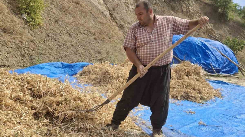 Tufanbeyli Fasulyesi Feke’de Hasat Ediliyor