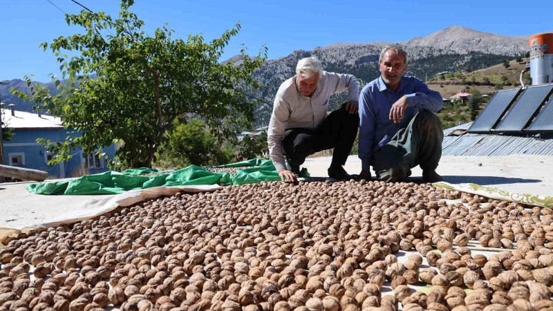 Saimbeyli Çeralan cevizi tescil yolunda