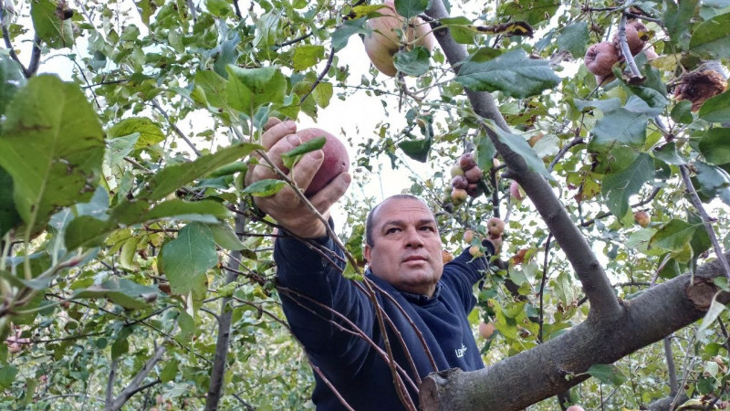 Feke’nin zirvesinde kar öncesi elma hasadı yapıldı