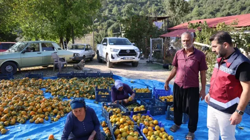 Hurma da hasat dönemi devam ediyor